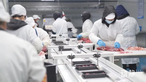 牛肉市場波動下，安順肉牛產業與餐飲服務的穩健發展之道